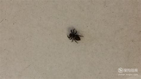 家里有小蜘蛛代表什么 天干属性